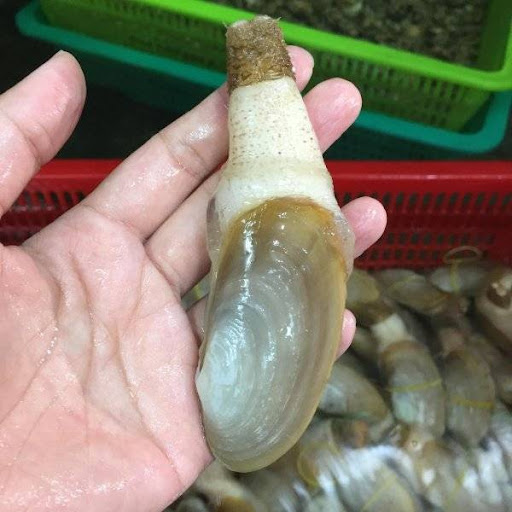 tu hài sống giao sỉ tại TP.HCM