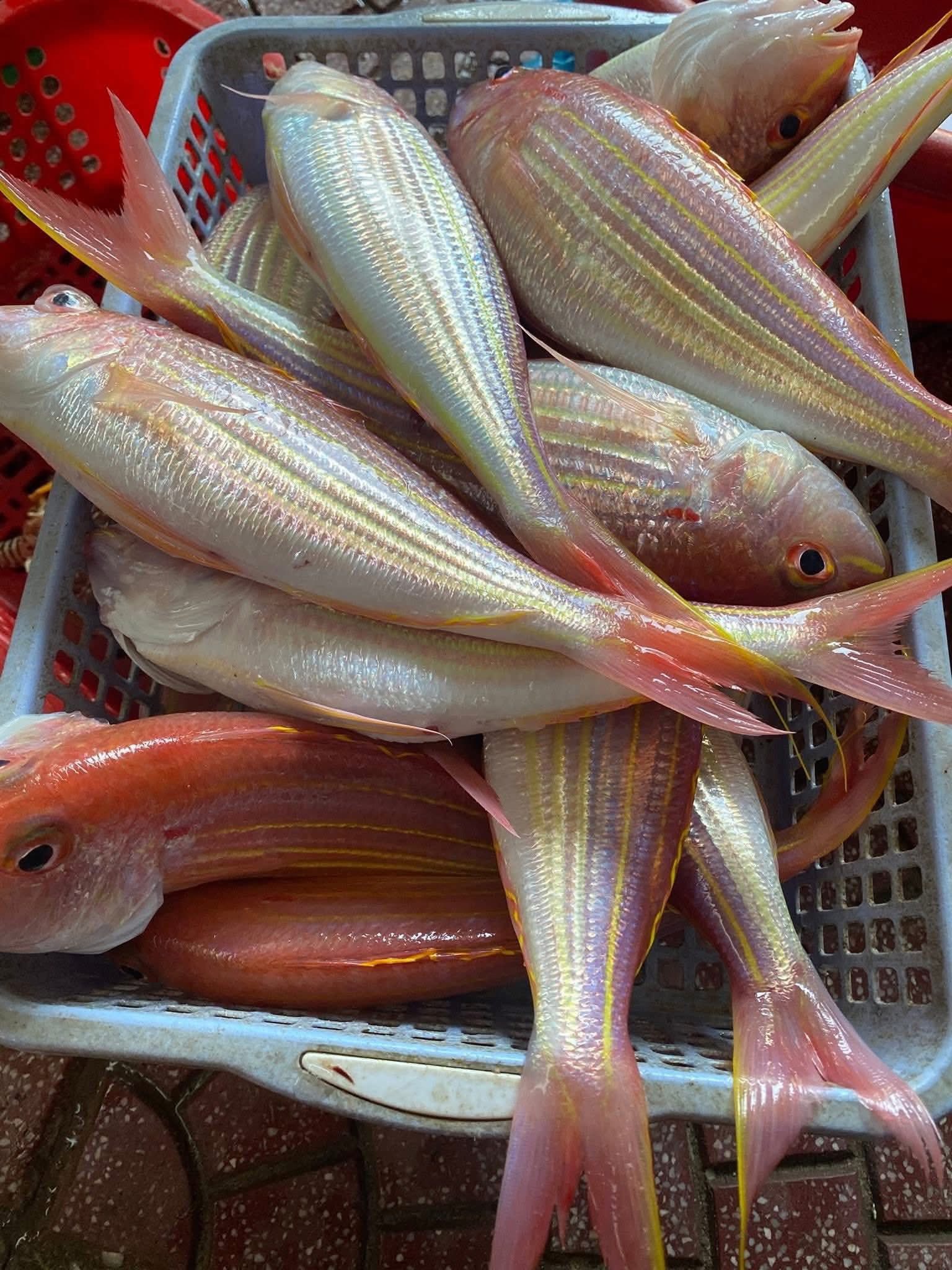 cá bạc má tươi size 7-8 con/kg