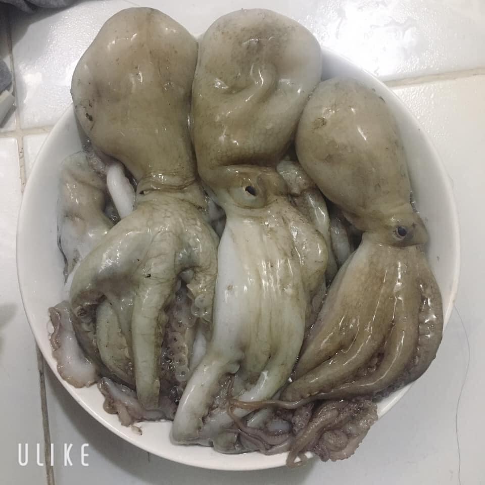 bạch tuộc sống giao sỉ tại tphcm