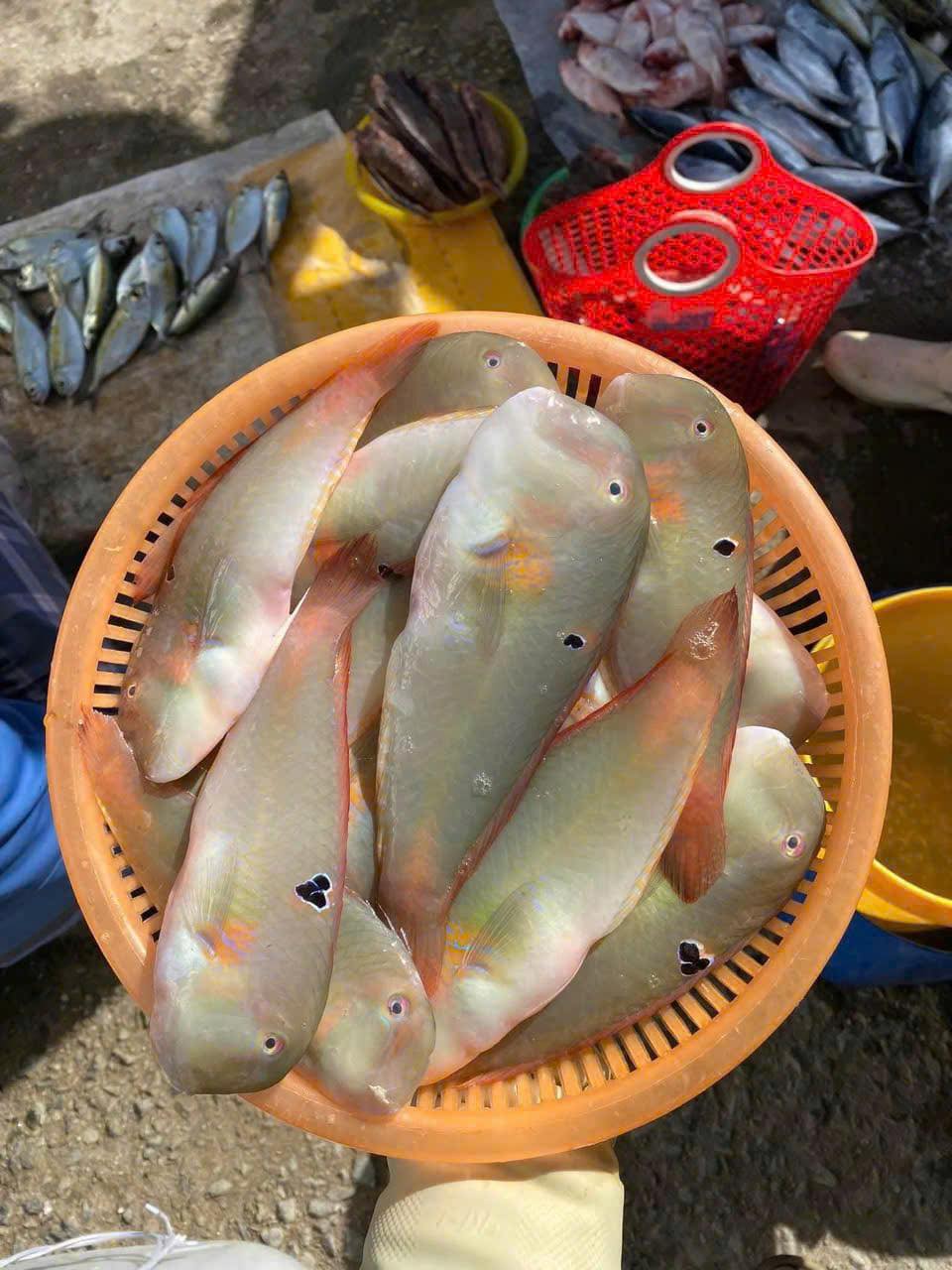 cá mó tươi loại 1 size 8-10 con/kg