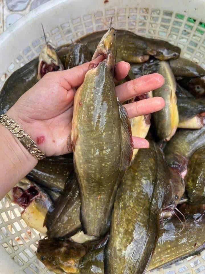 cá trê vàng thiên nhiên còn sống size 400-600gr