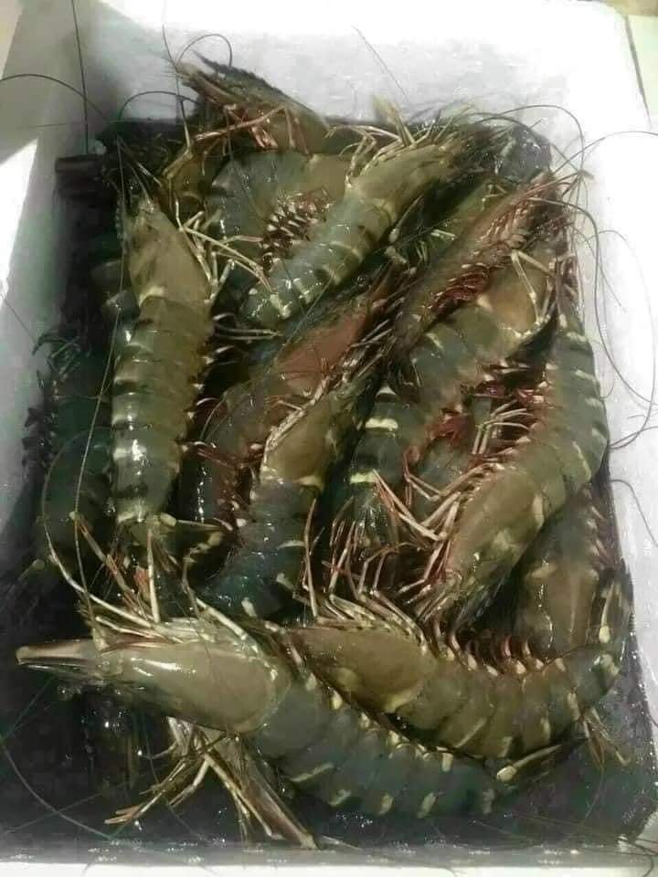 quy trình đóng gói tôm sú sống giao sỉ toàn quốc
