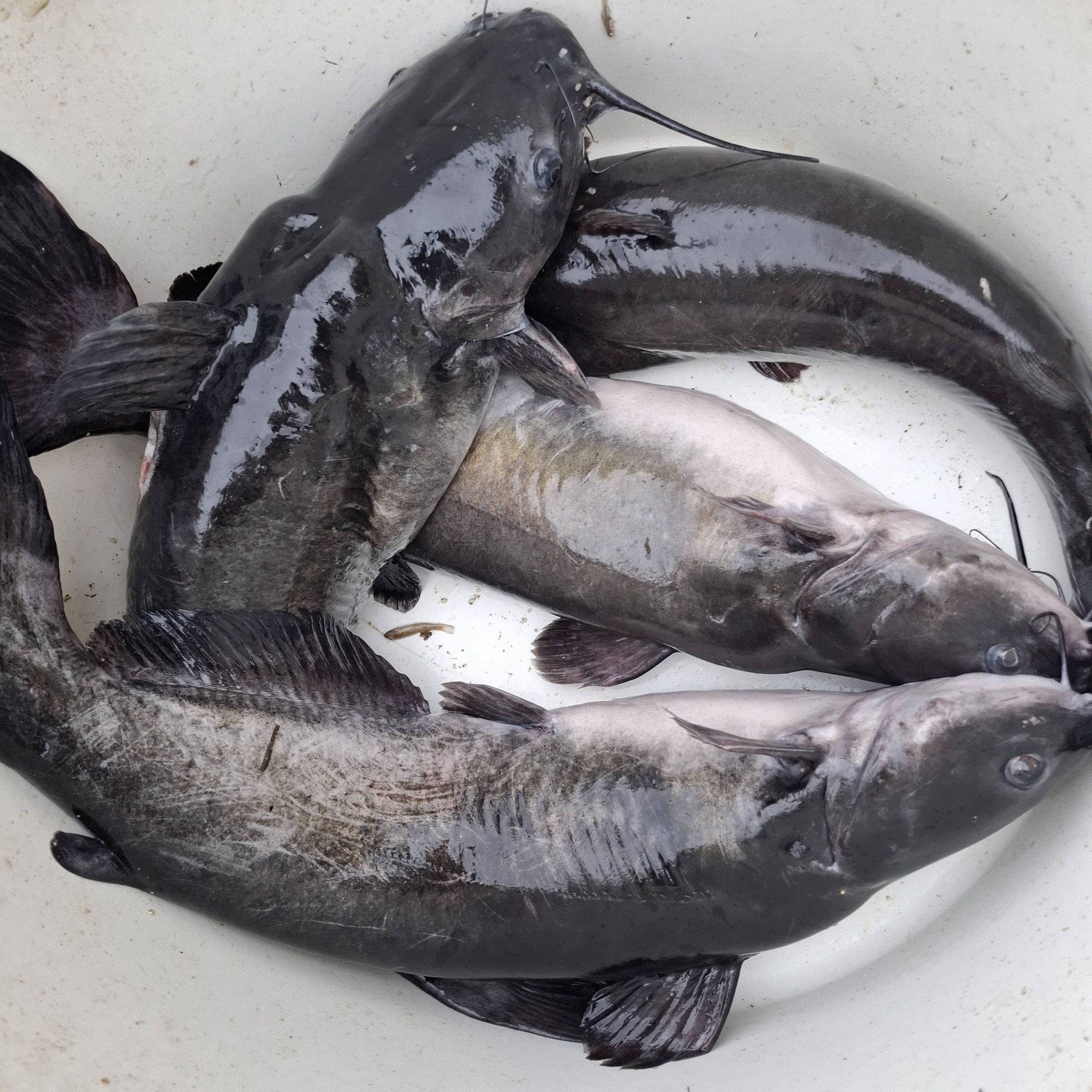 cá lăng đen sống size 1,5-2kg tại vifood