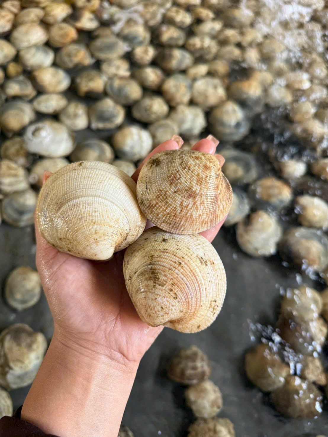 sò tộ sò chén sống size 8-10 con/kg tại vifood