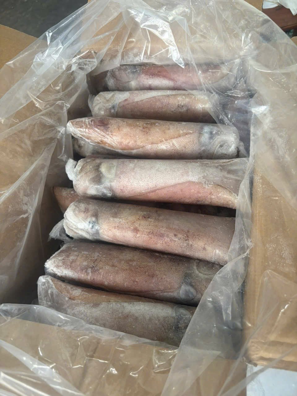 mực lá đông lạnh size 1-1.2kg con thịt dày tại vifood