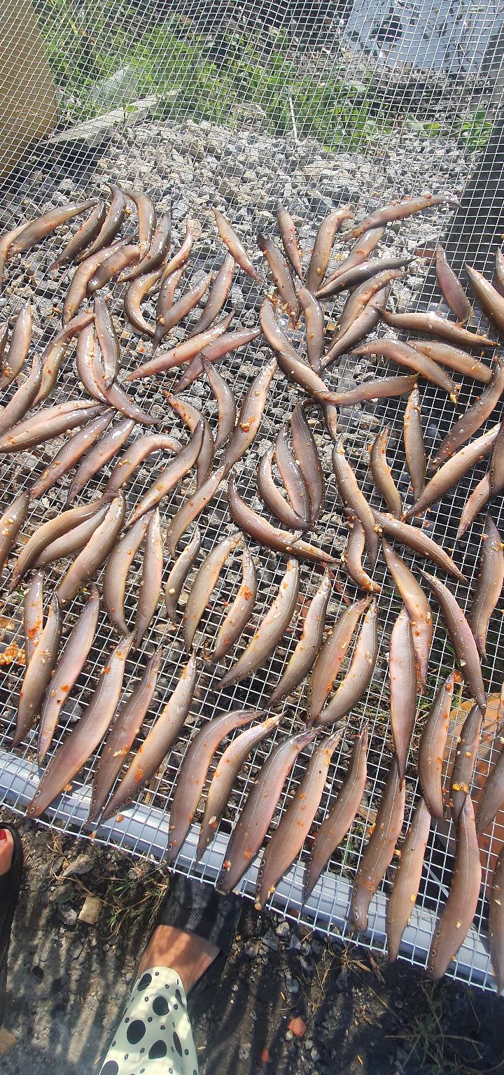 món ngon từ cá chạch quế chạch sụn