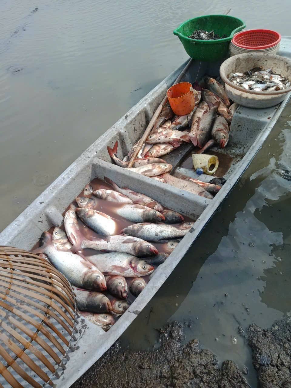 cá mè sống đã làm sạch nuôi an toàn vietgap size 2-2,5kg vifood