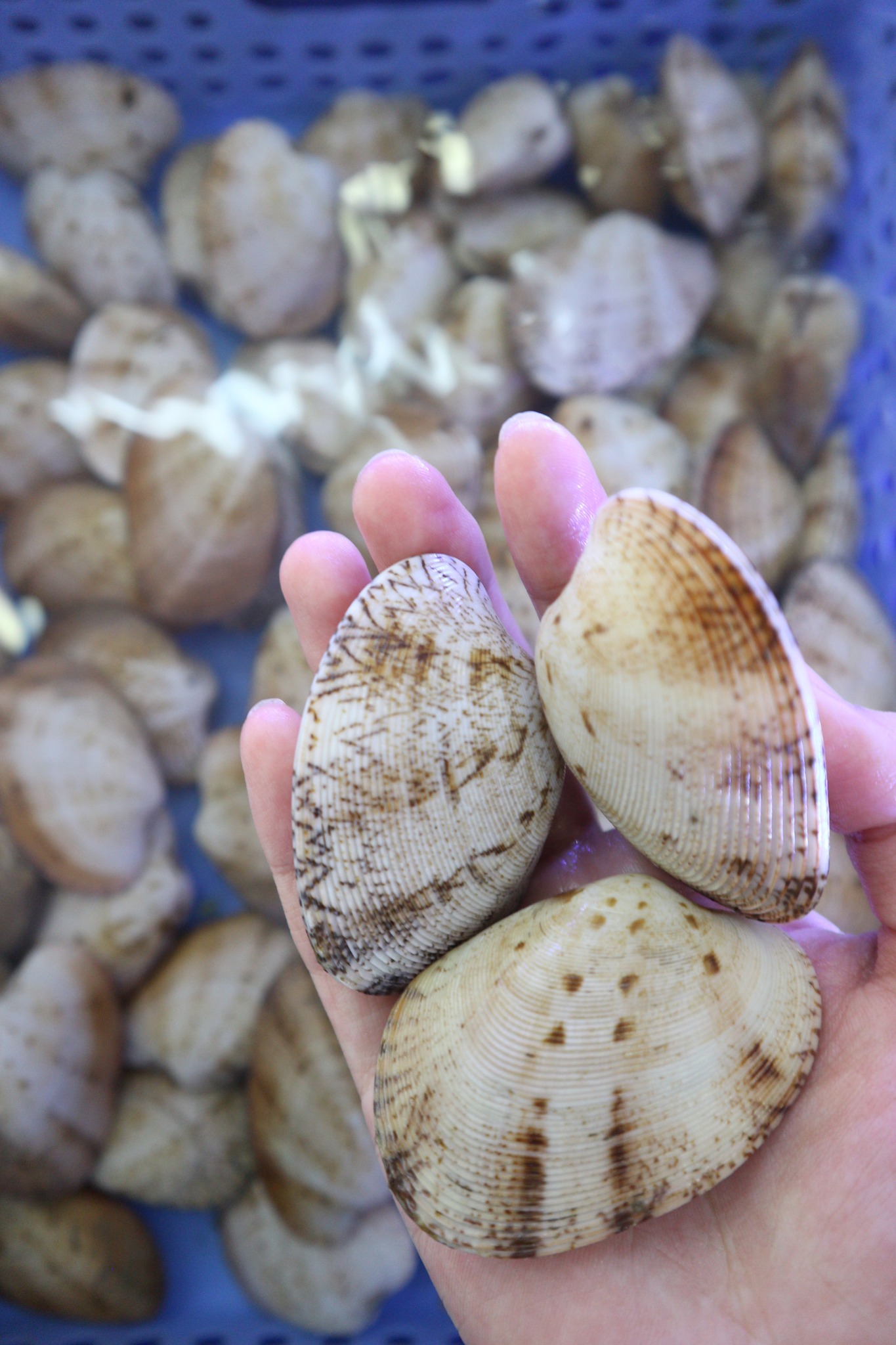 ngao hai cồi sống thiên nhiên size 10-15 con kg vifood