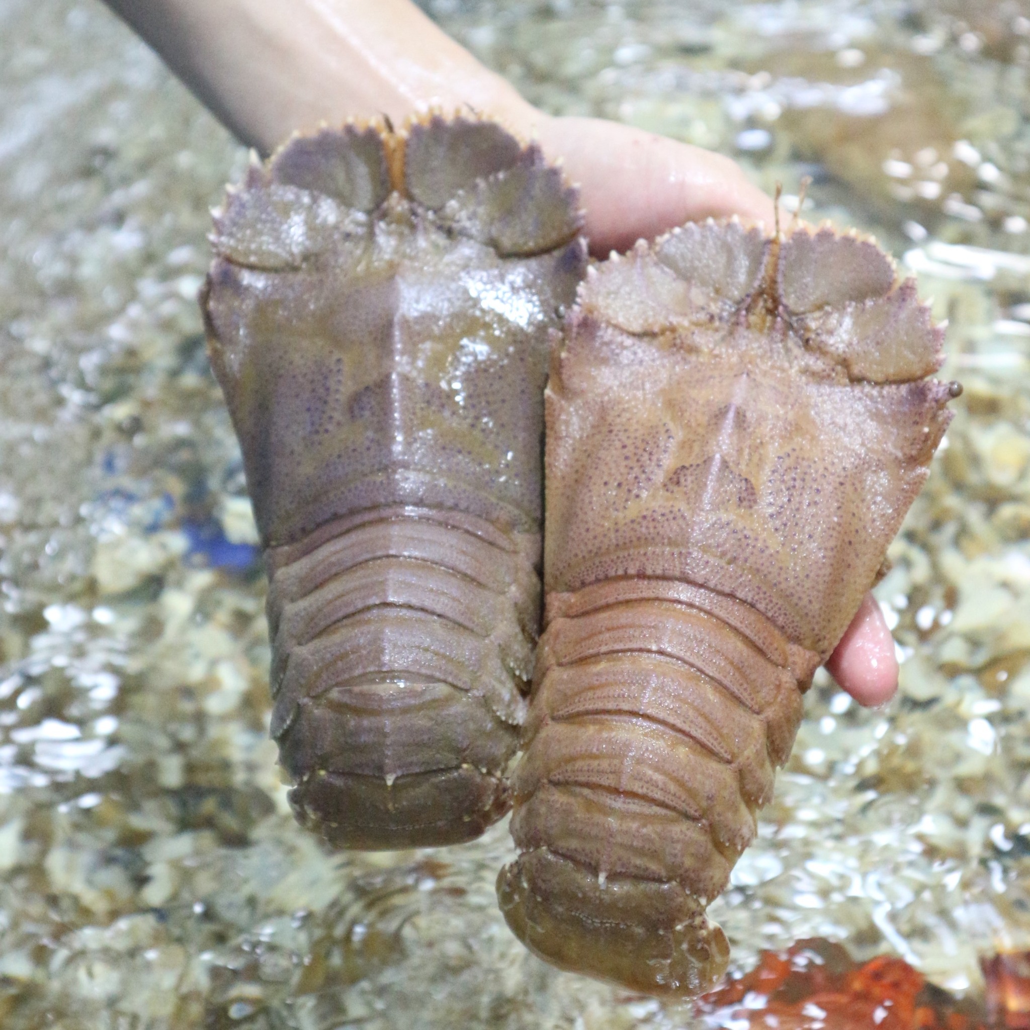 tôm mũ ni đen đông lạnh 4-6 con kg giá sỉ vifood