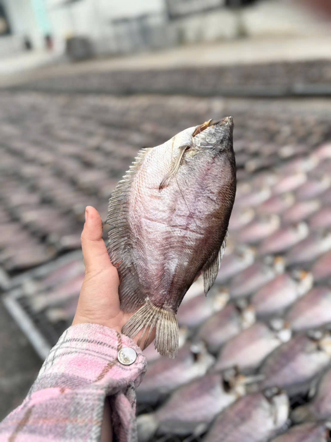 khô cá sặc loại 1 8-10 con kg giá sỉ vifood