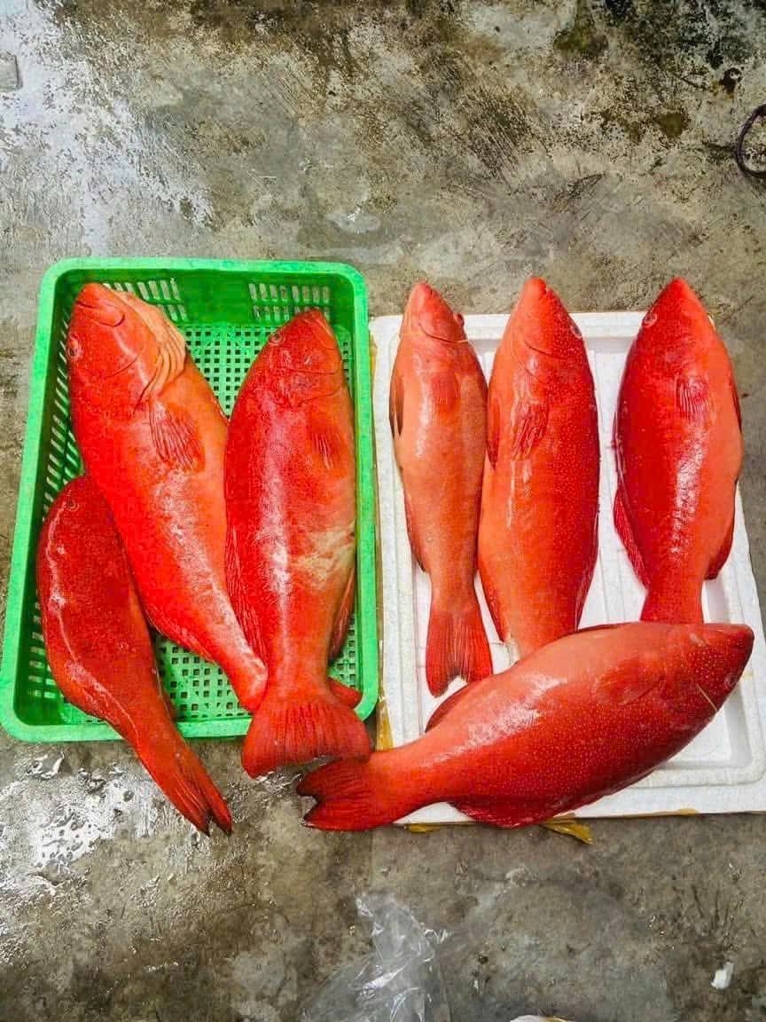 cá mú đỏ tươi 1,4-1,6kg giá sỉ vifood