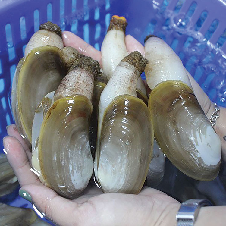 tu hài sống khỏe nhiều thịt