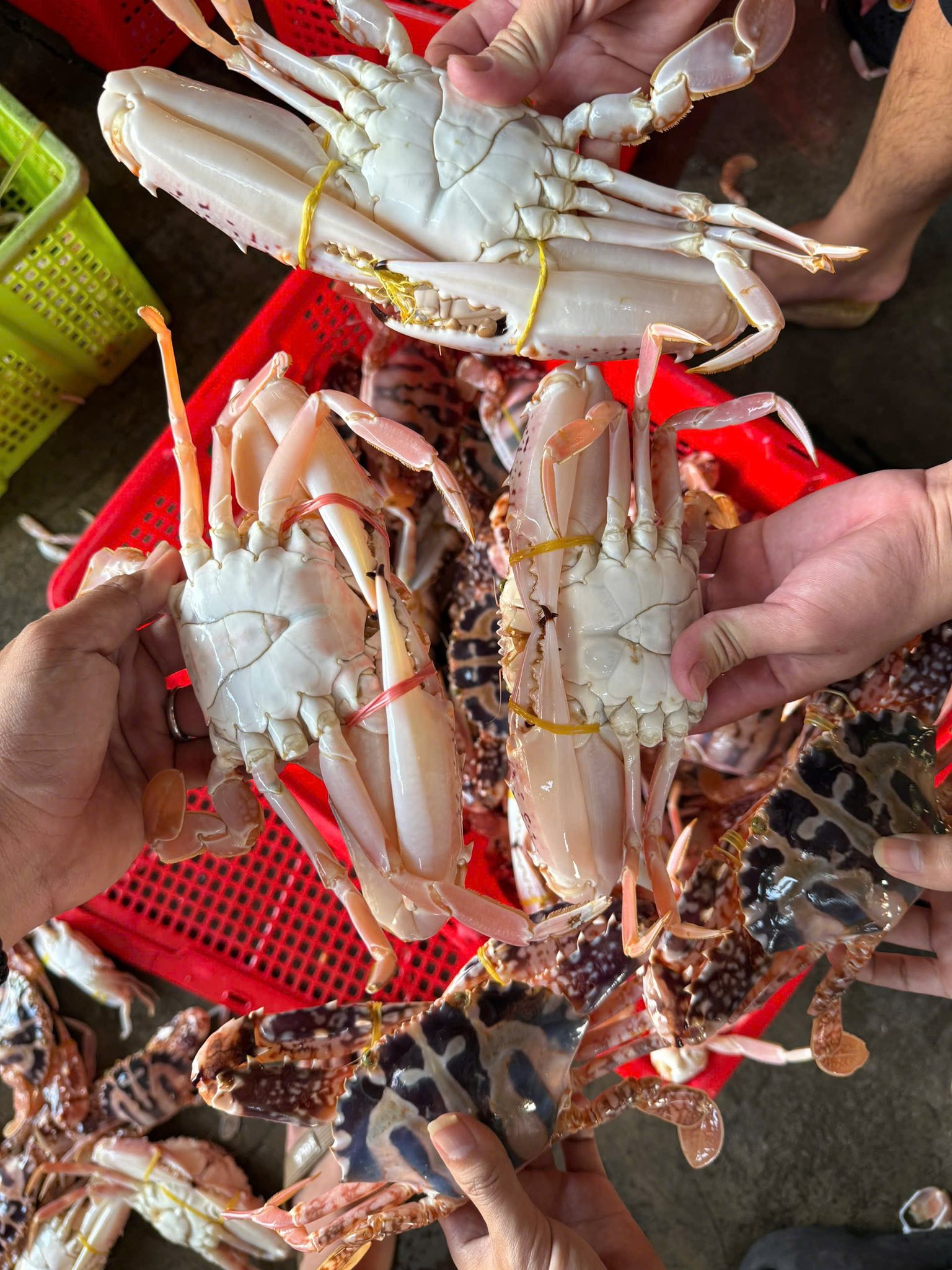 ghẹ đỏ thiên nhiên giao sỉ vifood