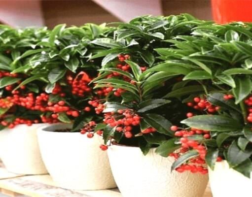 Đặc điểm, ý nghĩa và cách trồng cây kim ngân lượng đẹp như ý