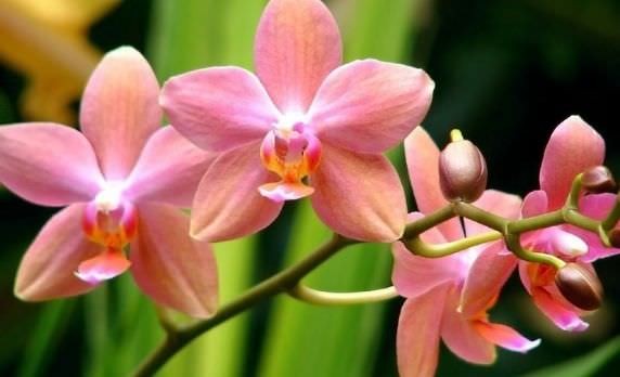 Kinh nghiệm trồng lan cho vườn hoa rực sắc