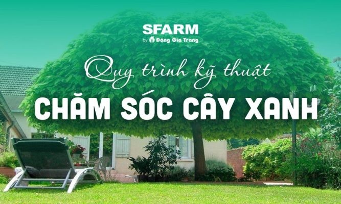 Quy trình kỹ thuật chăm sóc cây xanh cơ bản, đơn giản