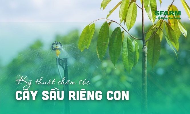 Kỹ thuật chăm sóc cây sầu riêng con mới trồng phát triển nhanh