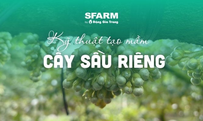 Kỹ thuật tạo mầm cây sầu riêng chuẩn, chi tiết từ A-Z