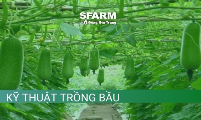 Kỹ thuật trồng bầu tại nhà chất lượng cao chuẩn chuyên gia