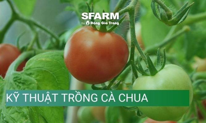 Kỹ thuật trồng cà chua chuẩn chuyên gia, ra quả tươi tốt