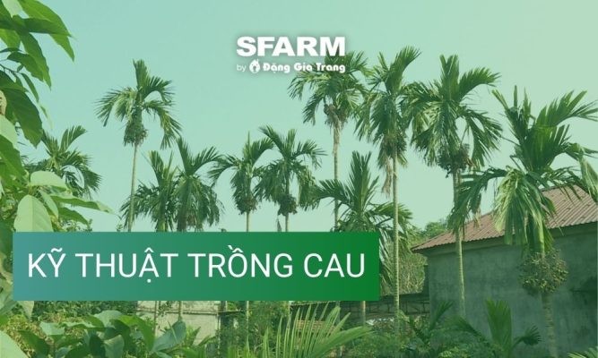 Kỹ thuật trồng cau cho ra năng suất tốt, chuẩn chuyên gia