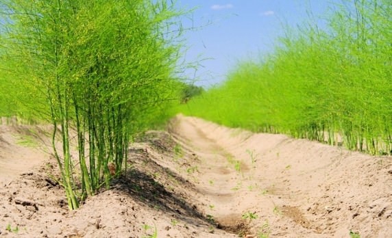 Kỹ Thuật Trồng Măng Tây Chuẩn Chuyên Gia
