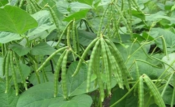 Kỹ thuật trồng đậu đen đạt năng suất cao nhất