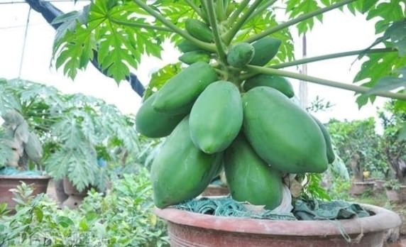 Kỹ thuật trồng đu đủ lùn sai trĩu quả