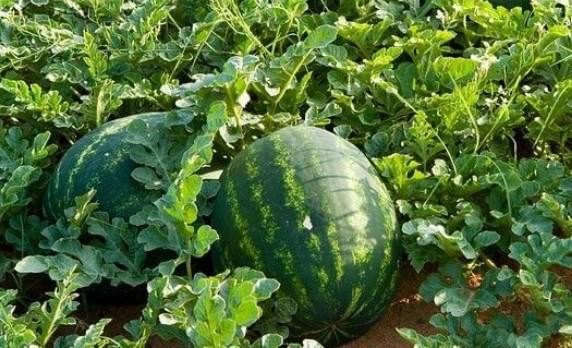 Kỹ thuật trồng dưa hấu ở miền Bắc cho năng suất cao