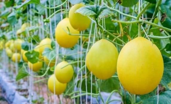 Kỹ thuật trồng dưa lê hoàng kim cho quả ngon ngọt