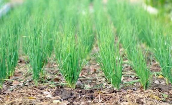 Hướng dẫn kỹ thuật trồng hành lá cho năng suất cao