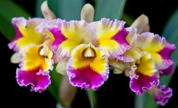 Hoa lan Cattleya – Phân loại, cách trồng, chăm sóc đầy đủ nhất