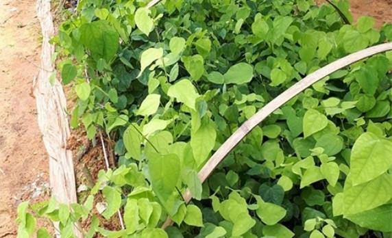 Kỹ thuật trồng rau bò khai chuẩn chuyên gia