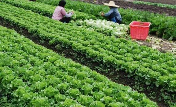 Kỹ thuật trồng xà lách cho trang trại đạt năng suất cao