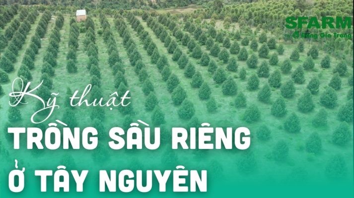 Kỹ thuật trồng sầu riêng ở Tây Nguyên chuẩn, năng suất cao
