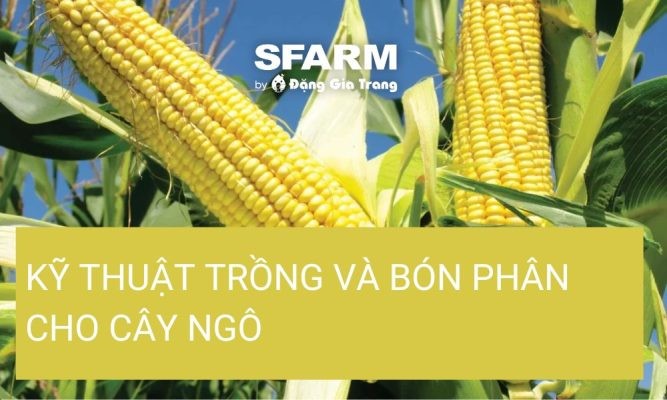 Kỹ thuật trồng và bón phân cho cây ngô hiệu quả, năng suất