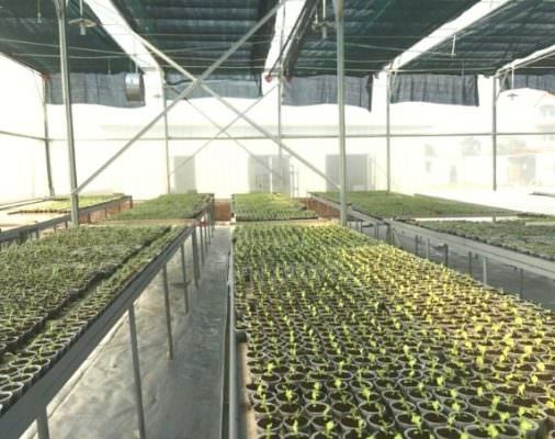 Kỹ thuật ươm cây con giống trong nhà lưới