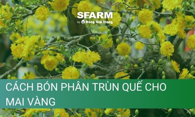 Kỹ thuật chăm sóc và cách bón phân trùn quế cho mai vàng