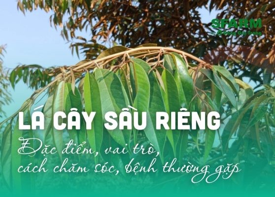 Lá cây sầu riêng: Đặc điểm, chức năng, cách chăm sóc lá tốt