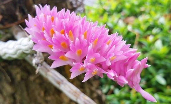 Hướng dẫn cách trồng và chăm sóc lan báo hỷ đúng chuẩn