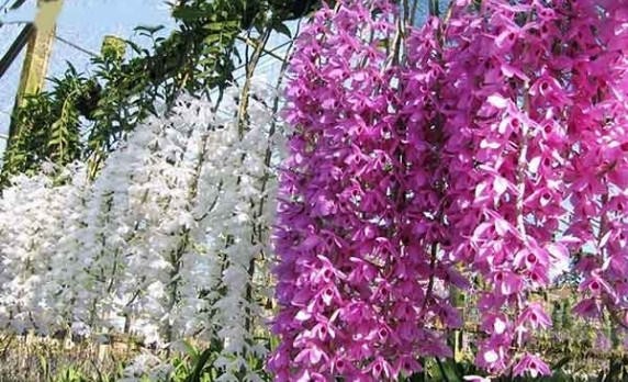 Cách trồng và chăm sóc lan hạc vỹ cực chuẩn cho người bắt đầu