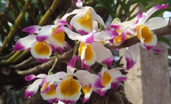Lan ý thảo – Đặc điểm, cách trồng và chăm sóc chuẩn chuyên gia