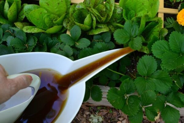 Dịch Trùn Quế: Công Dụng, Cách Dùng, Lưu Ý