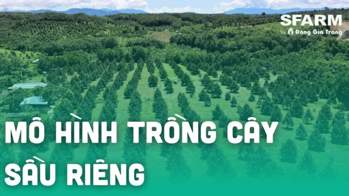 Mô hình trồng sầu riêng hiệu quả chuẩn VietGAP, hữu cơ, xen canh