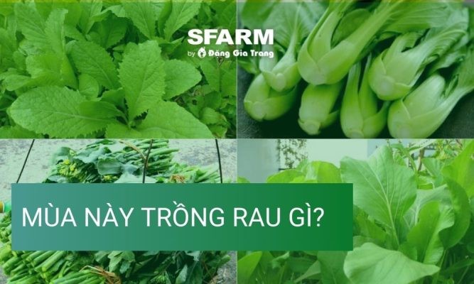 Mùa này trồng rau gì? Gợi ý theo từng mùa, thời vụ, tháng dương lịch