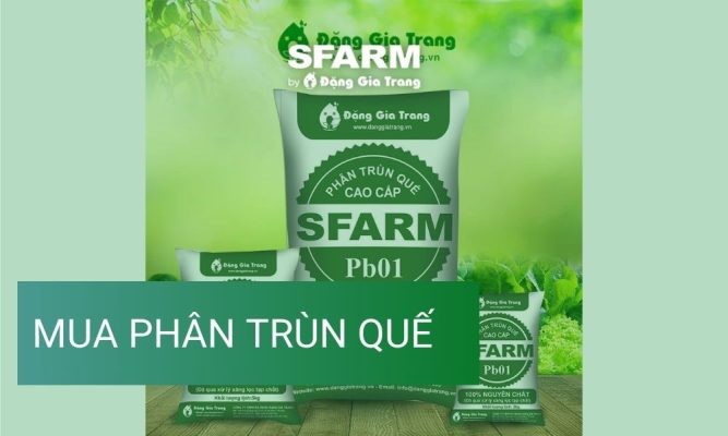 Mua phân trùn quế ở đâu thì chất lượng, tiện lợi và giá cả phải chăng?