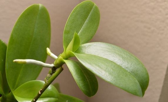 2 cách nhân giống lan hồ điệp đơn giản nhất