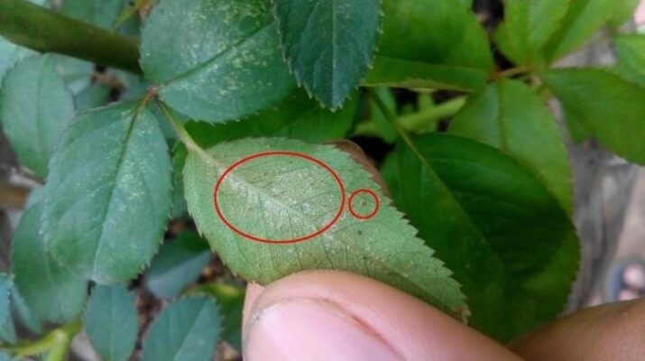 Nhận Biết Và Cách Phòng Trừ Nhện Đỏ Hại Hoa Hồng