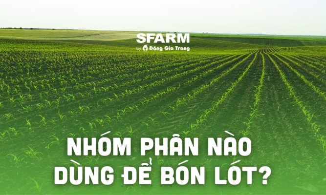 Nhóm phân nào dùng để bón lót? Tác dụng tuyệt vời của bón lót