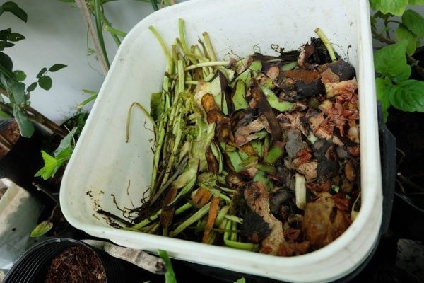 Cách làm phân trùn quế tại nhà thành công từ A-Z